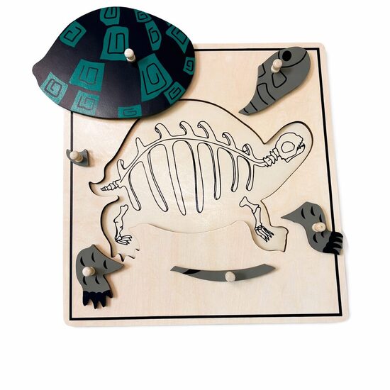 Bruņurupuča puzle ar skeletu