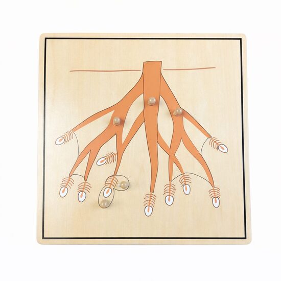 Botānikas puzle: sakne